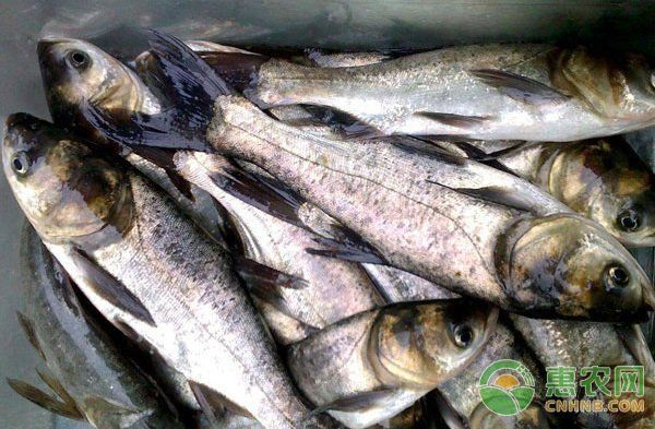 如何預防魚身充血，如何預防魚身充血調用工具arxiv論文助手