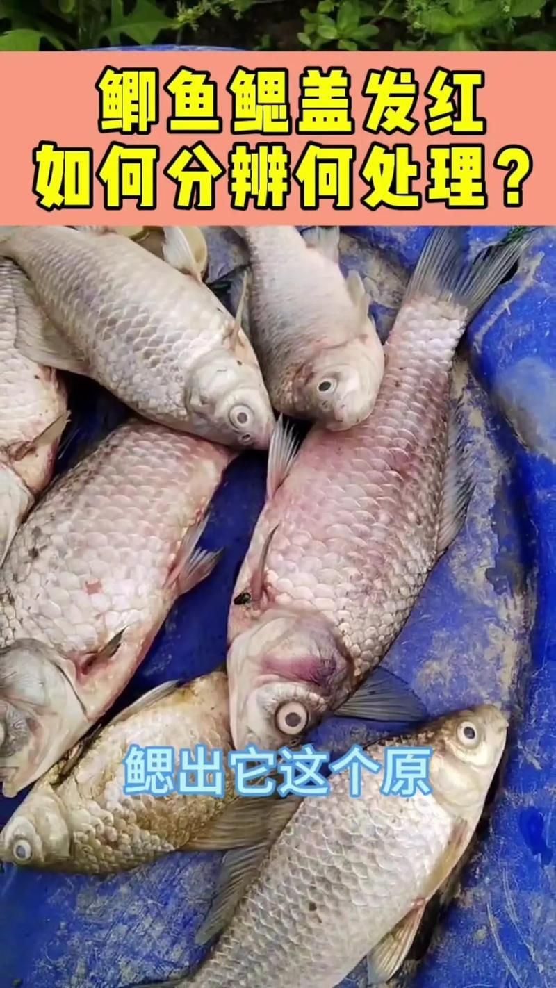 如何預防魚身充血，如何預防魚身充血調用工具arxiv論文助手