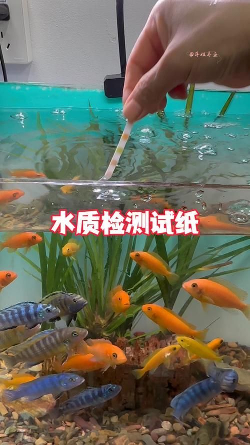 龍魚缸水質(zhì)多久檢測(cè)一次？，新手如何判斷魚缸里的水質(zhì)（一）
