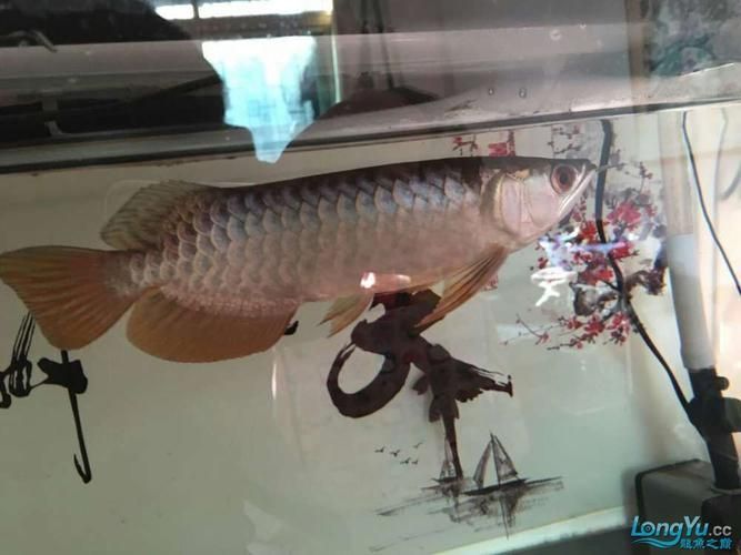 給我一些龍魚浮頭的圖片，龍魚浮頭應急處理 給我一些龍魚浮頭的圖片，龍魚浮頭應急處理 龍魚百科 第6張