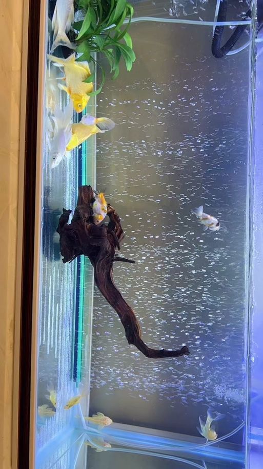 給我一些龍魚浮頭的圖片，龍魚浮頭應急處理 給我一些龍魚浮頭的圖片，龍魚浮頭應急處理 龍魚百科 第4張