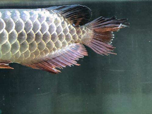 給我一些龍魚浮頭的圖片，龍魚浮頭應急處理 給我一些龍魚浮頭的圖片，龍魚浮頭應急處理 龍魚百科 第5張