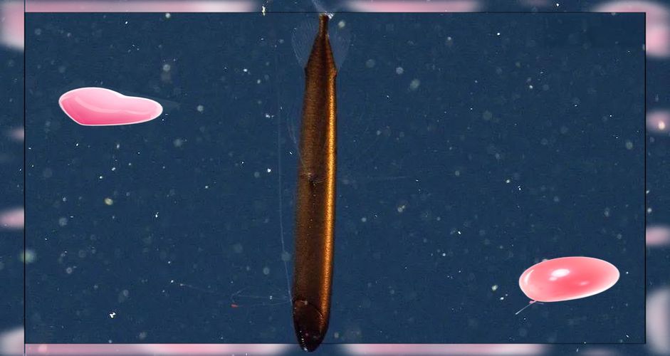 給我推薦一些稀有龍魚品種，水族箱中的稀有龍魚品種推薦，黑色鱗片和優雅的動作受到歡迎