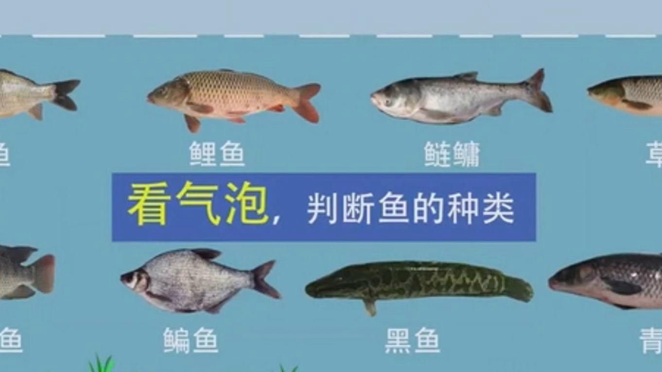 給我一些觀魚釣魚的實戰案例，西安灞河岸邊觀魚釣魚實戰案例觀魚釣魚大神何浮漂猛然下沉