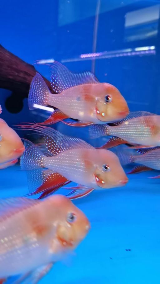 赤荔鳳冠魚的飼養(yǎng)方法是什么？，赤荔鳳冠魚的飼養(yǎng)