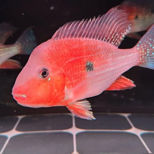 赤荔鳳冠魚的飼養(yǎng)方法是什么？，赤荔鳳冠魚的飼養(yǎng)