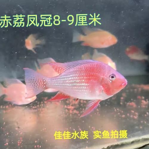 赤荔鳳冠魚的飼養方法是什么？，赤荔鳳冠魚的飼養