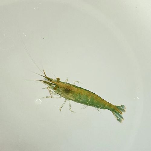 龍魚餌料中哪些成分最重要？，龍魚餌料中哪些成分最重要？如何判斷龍魚是否營養均衡？