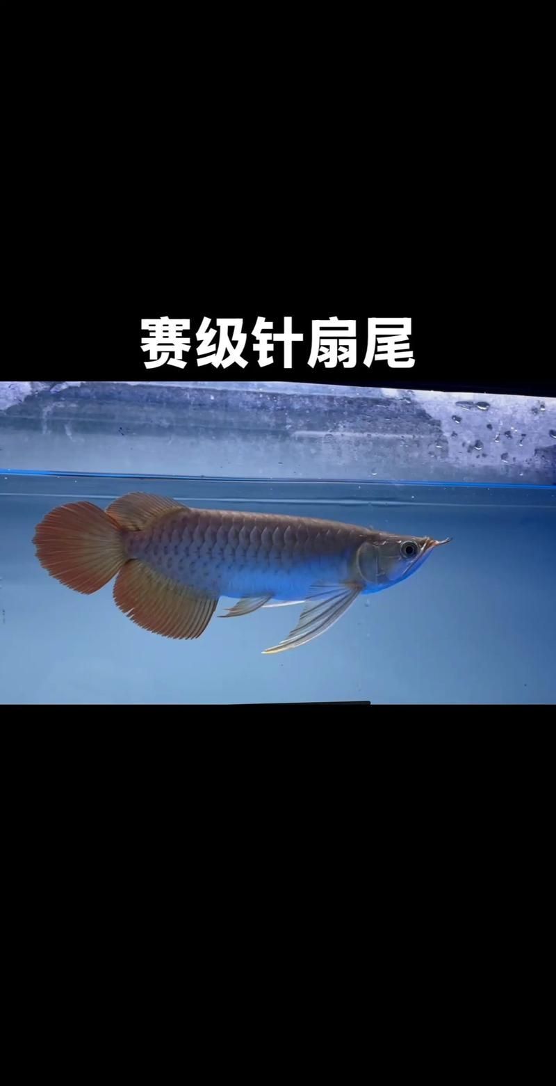 賽級紅龍魚的價格范圍，賽級紅龍魚價格范圍調用工具百度優選百度優選百度優選