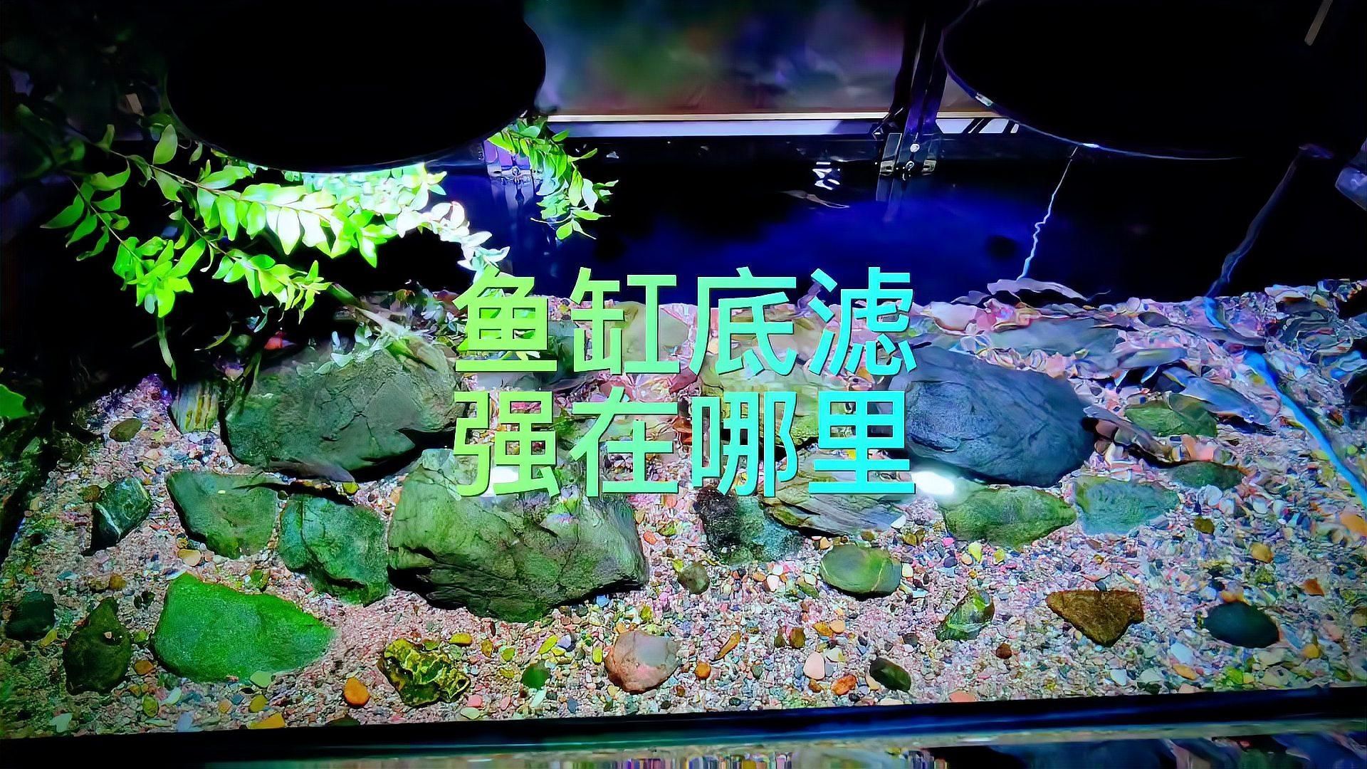 紅龍魚缸需要多大的過濾系統？，紅龍魚缸多久換一次水合適？ 紅龍魚缸需要多大的過濾系統？，紅龍魚缸多久換一次水合適？ 龍魚百科 第2張