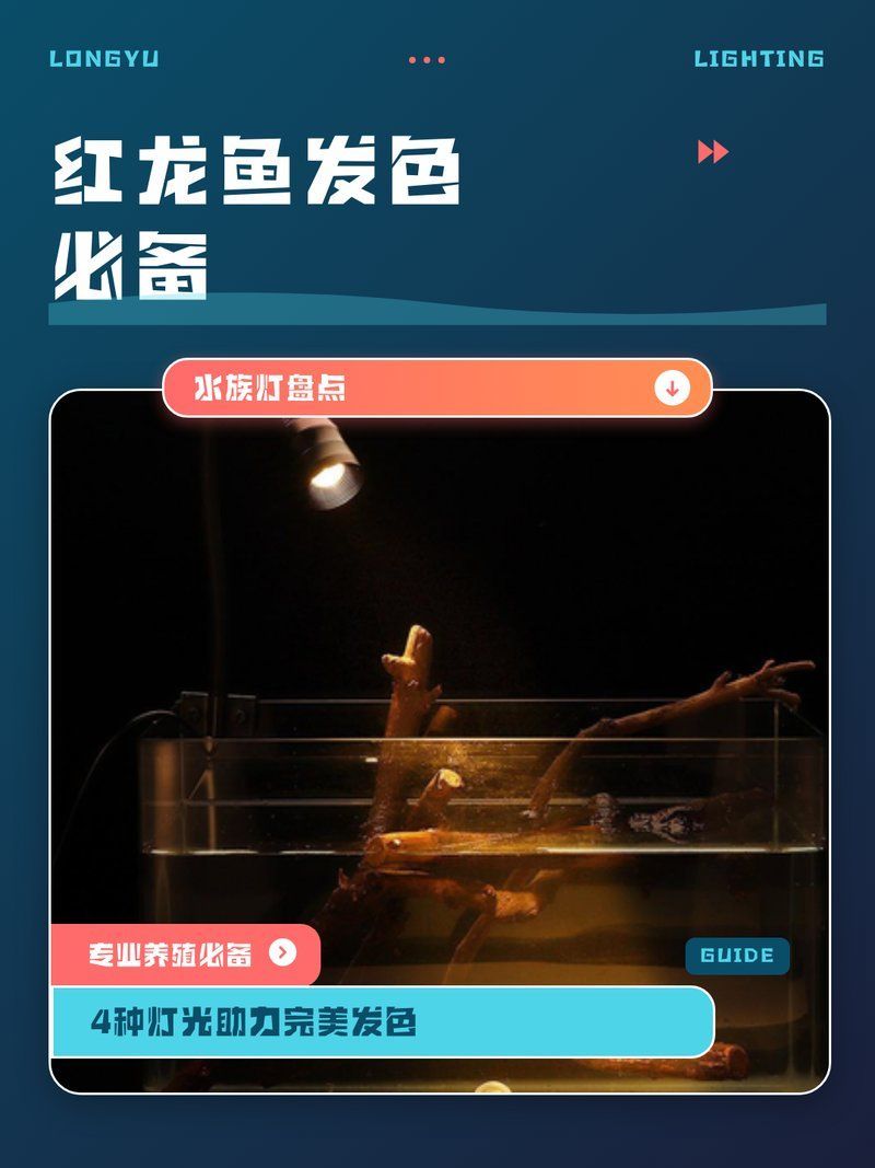 紅龍魚發色的最佳光照強度是多少？