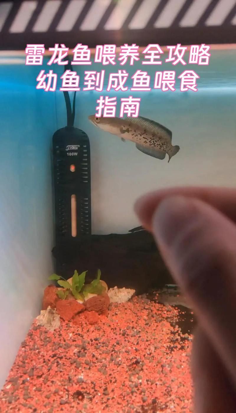 如何判斷龍魚是否吃飽或過量？，———科學喂養指南（1000字詳解） 如何判斷龍魚是否吃飽或過量？，———科學喂養指南（1000字詳解） 龍魚百科 第8張
