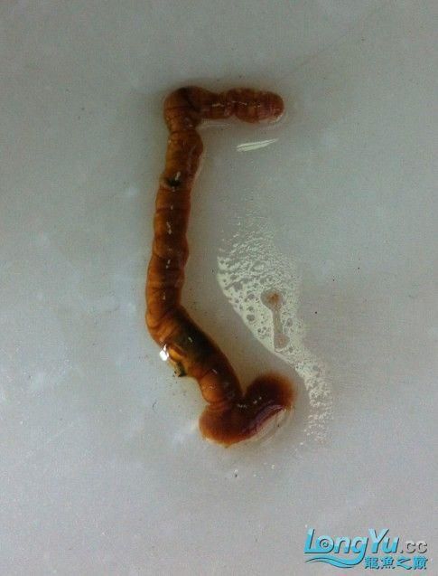 如何判斷龍魚是否吃飽或過量?,———科學喂養指南(1000字詳解) 龍魚百科 第4張 如何判斷龍魚是否吃飽或過量?,———科學喂養指南(1000字詳解) 如何判斷龍魚是否吃飽或過量?,———科學喂養指南(1000字詳解) 龍魚百科 第4張