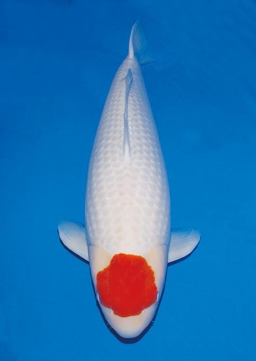 祥龍魚場的丹頂錦鯉價(jià)格如何？，祥龍魚場丹頂錦鯉價(jià)格如何？