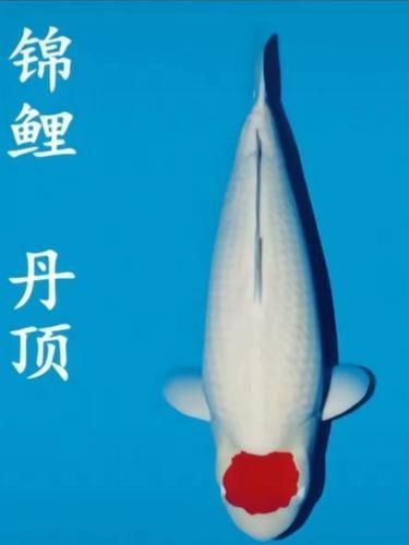 祥龍魚場的丹頂錦鯉價(jià)格如何？，祥龍魚場丹頂錦鯉價(jià)格如何？