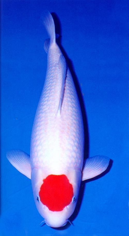 祥龍魚場的丹頂錦鯉價(jià)格如何？，祥龍魚場丹頂錦鯉價(jià)格如何？