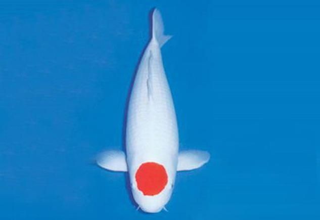 祥龍魚場的丹頂錦鯉價(jià)格如何？，祥龍魚場丹頂錦鯉價(jià)格如何？