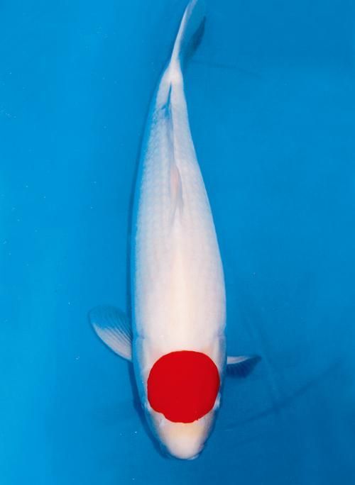 祥龍魚場的丹頂錦鯉價(jià)格如何？，祥龍魚場丹頂錦鯉價(jià)格如何？
