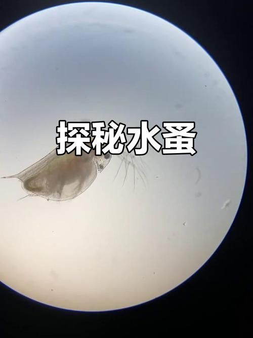 如何判斷魚(yú)缸是否消毒干凈,arxiv論文助手arxiv論文助手判斷魚(yú)缸是否消毒干凈 龍魚(yú)百科 第11張 如何判斷魚(yú)缸是否消毒干凈,arxiv論文助手arxiv論文助手判斷魚(yú)缸是否消毒干凈 如何判斷魚(yú)缸是否消毒干凈,arxiv論文助手arxiv論文助手判斷魚(yú)缸是否消毒干凈 龍魚(yú)百科 第11張