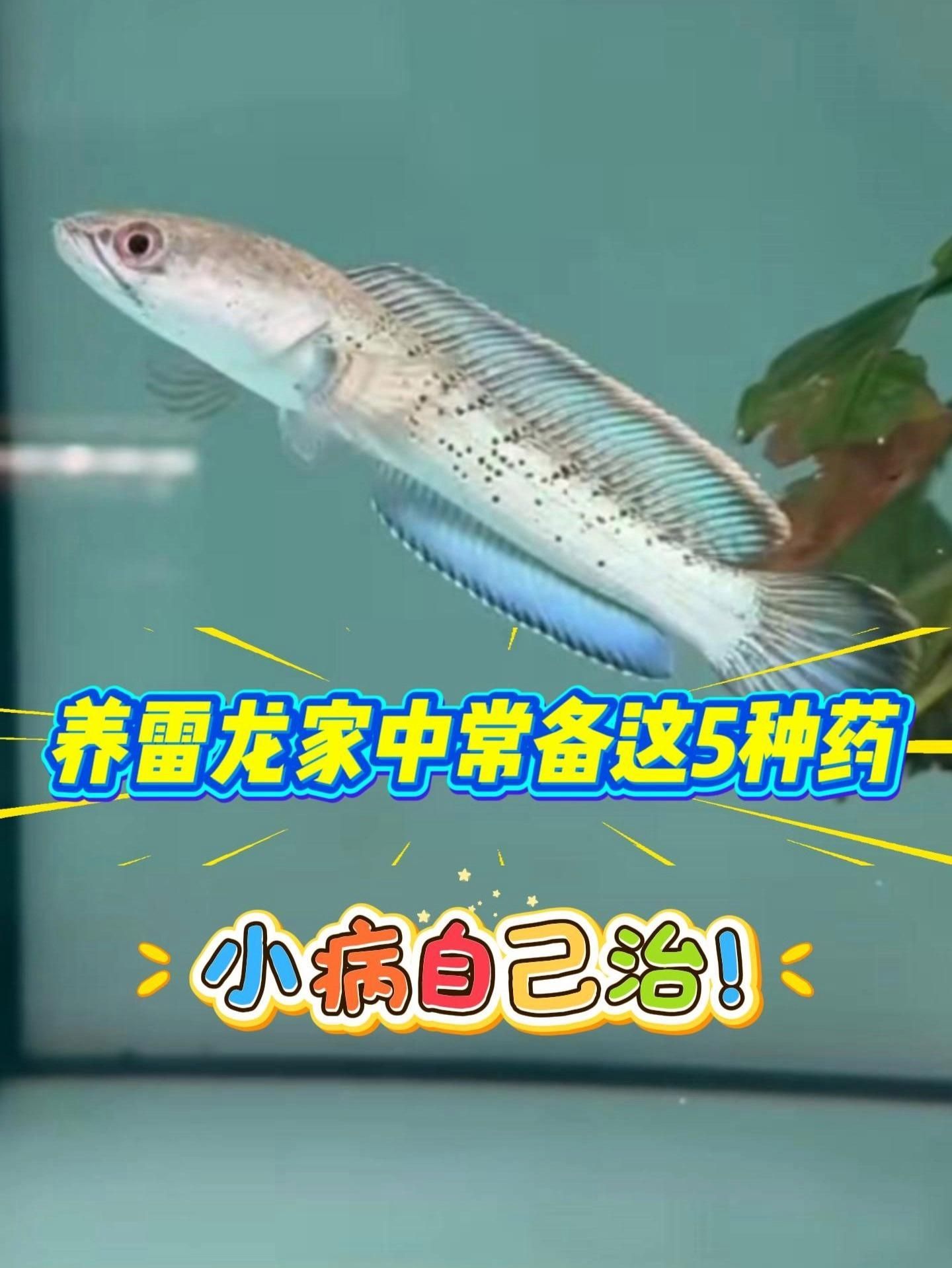 雷龍魚有哪些常見的疾病，雷龍魚十大常見問題之蒙眼