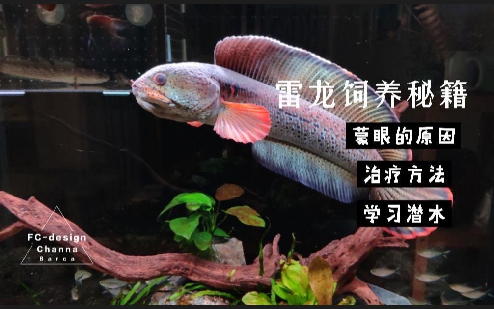 雷龍魚有哪些常見的疾病，雷龍魚十大常見問題之蒙眼