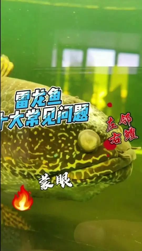 雷龍魚有哪些常見的疾病，雷龍魚十大常見問題之蒙眼