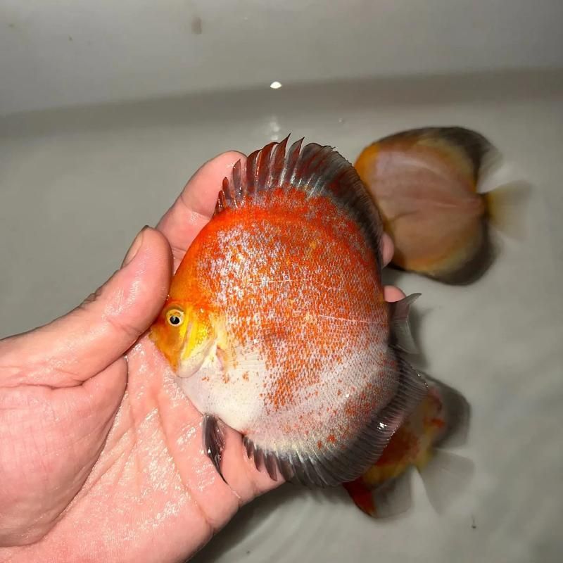 純紅龍魚最忌三種魚，純紅龍魚最忌混養的三種魚 純紅龍魚最忌三種魚，純紅龍魚最忌混養的三種魚 龍魚百科 第9張