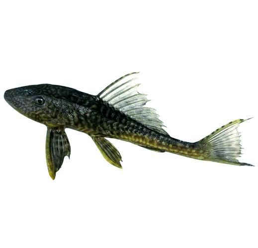 純紅龍魚最忌三種魚，純紅龍魚最忌混養的三種魚 純紅龍魚最忌三種魚，純紅龍魚最忌混養的三種魚 龍魚百科 第16張