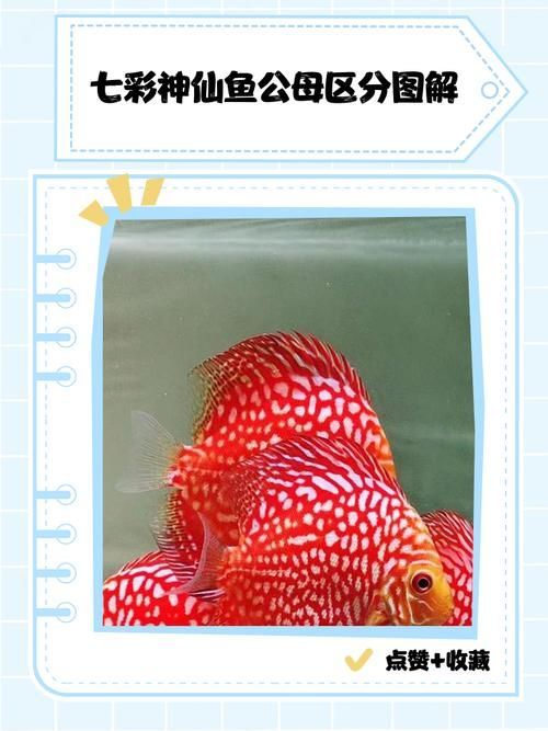 純紅龍魚最忌三種魚，純紅龍魚最忌混養的三種魚 純紅龍魚最忌三種魚，純紅龍魚最忌混養的三種魚 龍魚百科 第10張