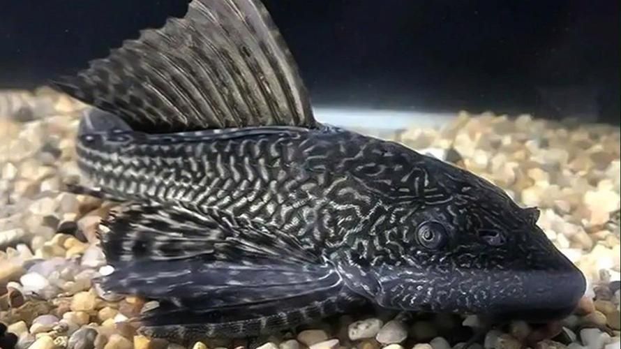 純紅龍魚最忌三種魚，純紅龍魚最忌混養的三種魚 純紅龍魚最忌三種魚，純紅龍魚最忌混養的三種魚 龍魚百科 第15張