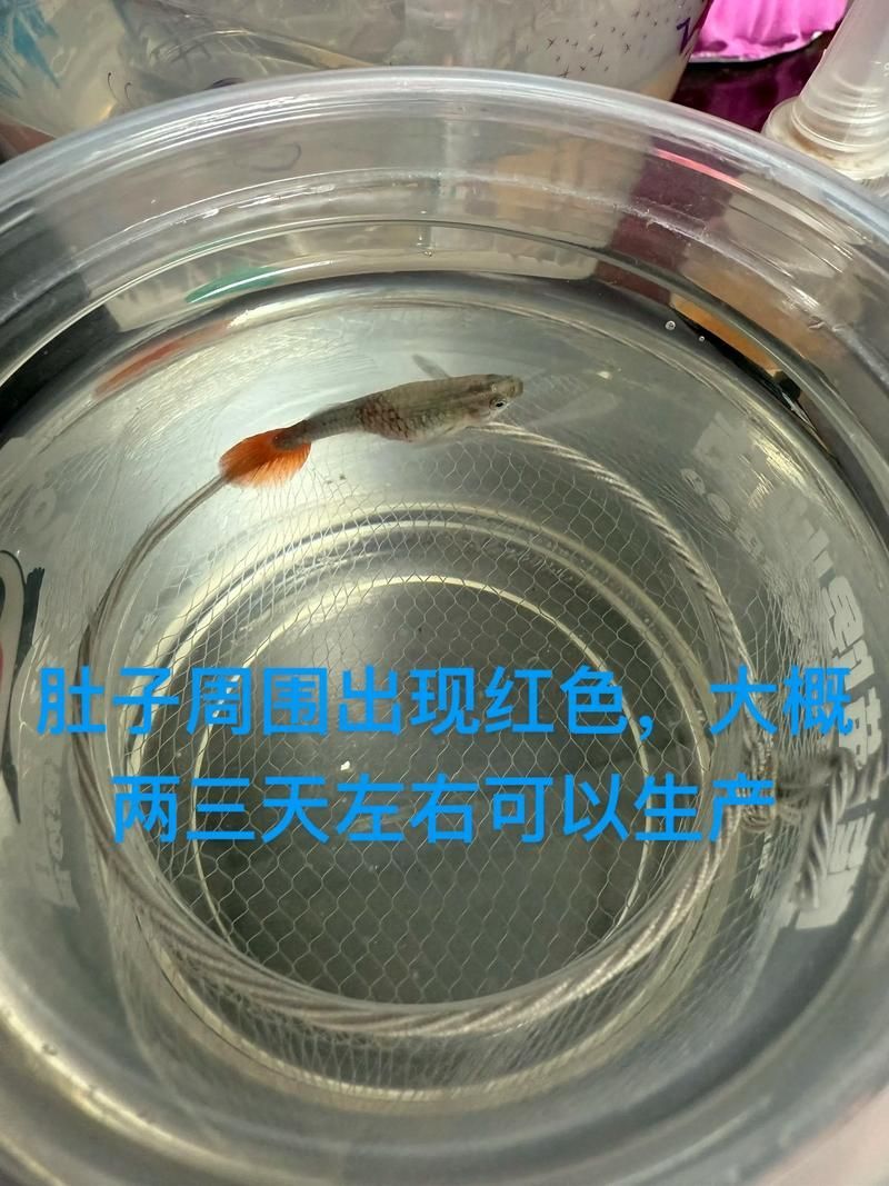 能否提供胭脂孔雀龍魚的繁殖視頻，cichlasomamaculicaudamaculicaudamaculicauda