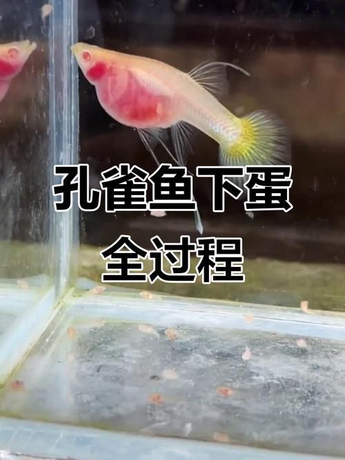 能否提供胭脂孔雀龍魚的繁殖視頻，cichlasomamaculicaudamaculicaudamaculicauda
