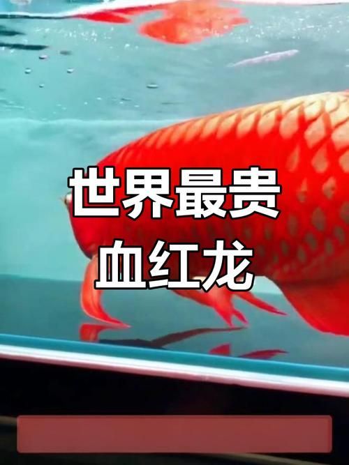 紅龍魚的市場價格范圍是多少，紅龍魚市場價格范圍是多少紅龍魚市場價格趨勢是怎樣的
