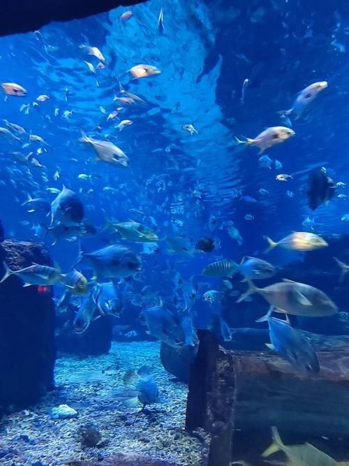 秦皇島有哪些知名的水族館，秦皇島旅游攻略秦皇島水族館親子游攻略