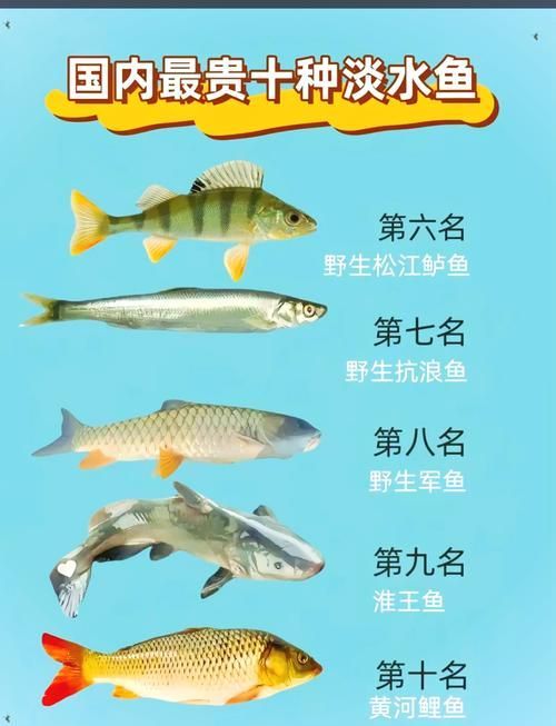 推薦一些觀賞魚市場價格查詢工具，觀賞魚價格查詢工具