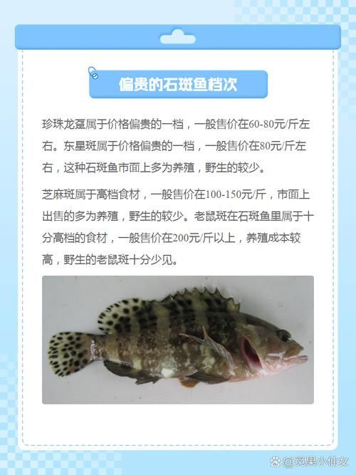 推薦一些觀賞魚市場價格查詢工具，觀賞魚價格查詢工具