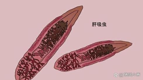 龍魚內寄生蟲有哪些常見種類，arxiv論文助手檢索是否有水產寄生蟲相關的最新研究 龍魚內寄生蟲有哪些常見種類，arxiv論文助手檢索是否有水產寄生蟲相關的最新研究 龍魚百科 第3張