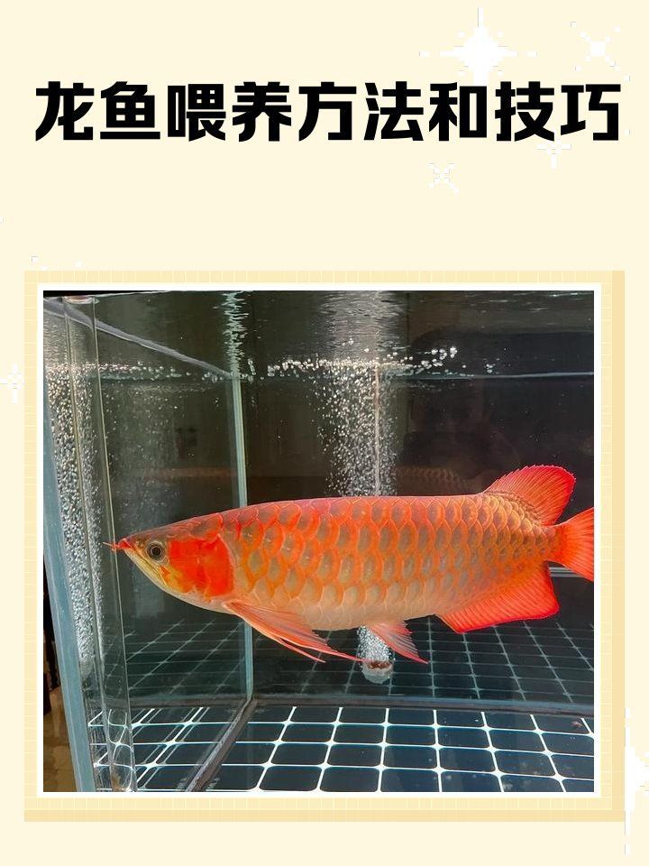 平鄉(xiāng)龍魚的飼養(yǎng)方法是什么，平鄉(xiāng)龍魚的飼養(yǎng)方法