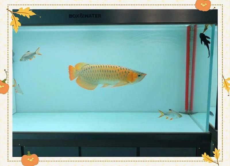 如何為龍魚準備食物，如何為龍魚準備食物，如何判斷龍魚是否健康？