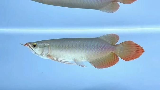 給我一些鑒別紅龍魚(yú)真?zhèn)蔚膱D片 龍魚(yú)百科 第3張 給我一些鑒別紅龍魚(yú)真?zhèn)蔚膱D片 給我一些鑒別紅龍魚(yú)真?zhèn)蔚膱D片 龍魚(yú)百科 第3張
