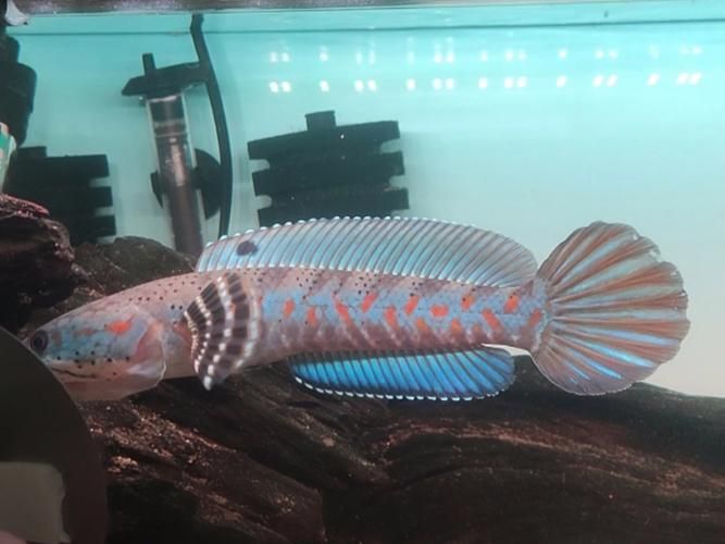 雷龍魚哪個品種最艷麗，七彩雷龍魚哪個品種最艷麗，