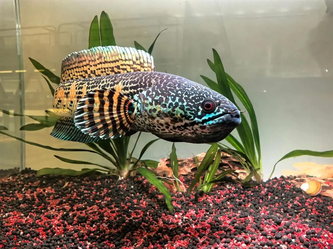雷龍魚哪個品種最艷麗，七彩雷龍魚哪個品種最艷麗，