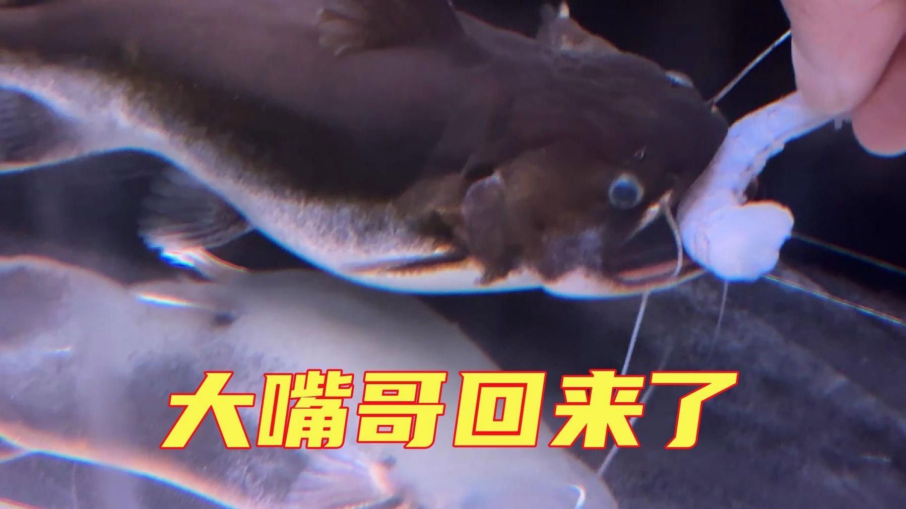 大嘴鯨魚有哪些飼養(yǎng)技巧？，大嘴鯨的飼養(yǎng)技巧