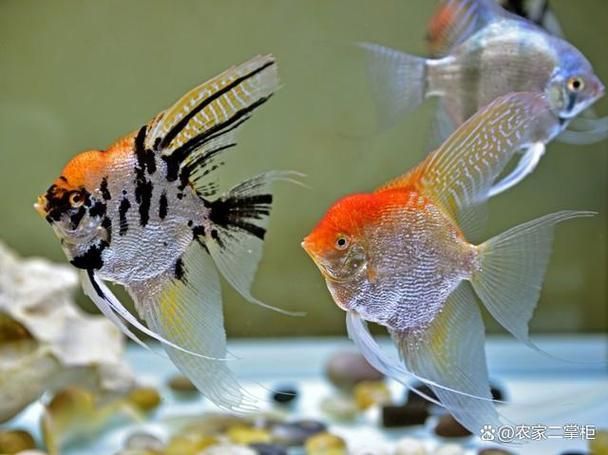 如何預防燕魚胸鰭發紅，如何預防燕魚胸鰭發紅思考完成預防燕魚胸鰭發紅思考