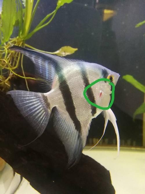 如何預防燕魚胸鰭發紅，如何預防燕魚胸鰭發紅思考完成預防燕魚胸鰭發紅思考