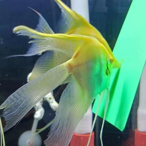 如何預防燕魚胸鰭發紅，如何預防燕魚胸鰭發紅思考完成預防燕魚胸鰭發紅思考