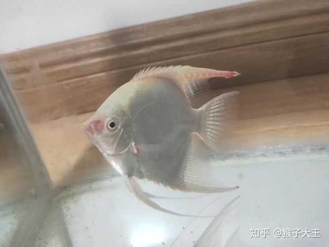 如何預防燕魚胸鰭發紅，如何預防燕魚胸鰭發紅思考完成預防燕魚胸鰭發紅思考