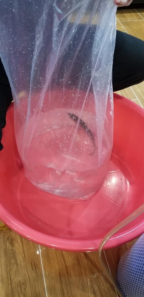 給我一些辨別李亞四龍魚真偽的圖片，如何辨別李亞四龍魚的真偽？