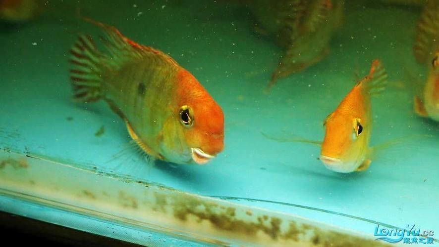 給我一些辨別李亞四龍魚真偽的圖片，如何辨別李亞四龍魚的真偽？