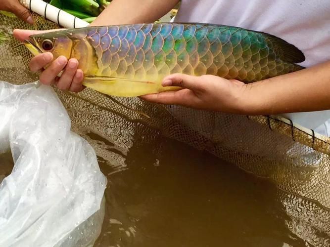 給我一些辨別李亞四龍魚真偽的圖片，如何辨別李亞四龍魚的真偽？